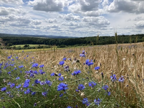 Von Antweiler zum Aremberg