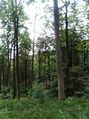 12-Stunden-Remstalwanderung 2024 - 43km