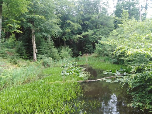 12-Stunden-Remstalwanderung 2024 - 43km