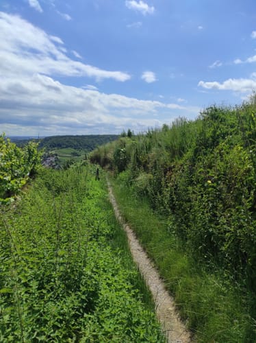 Käsbergkanzel ab Hessigheim