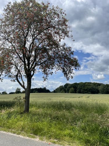 Hasselbrack