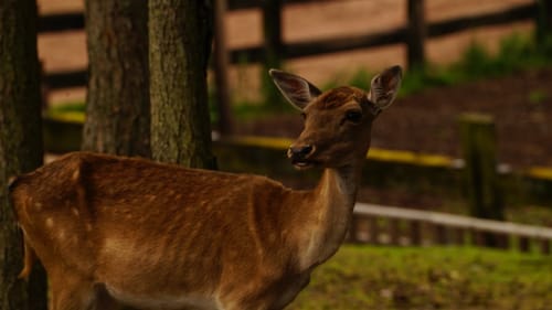 Wild- und Wanderpark Südliche Weinstraße bei Silz (Große Runde)