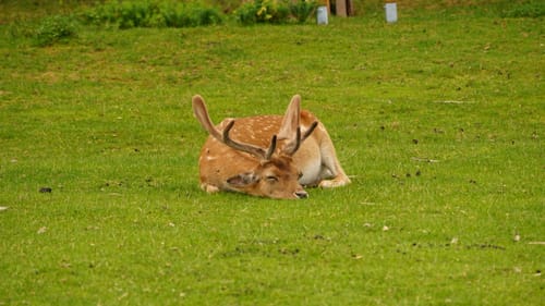 Wild- und Wanderpark Südliche Weinstraße bei Silz (Große Runde)