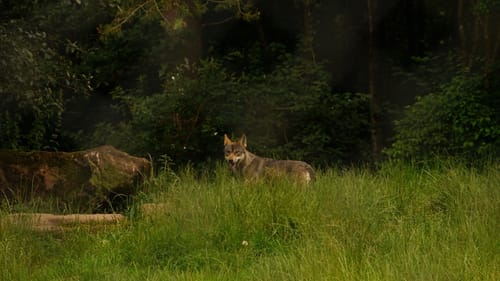 Wild- und Wanderpark Südliche Weinstraße bei Silz (Große Runde)