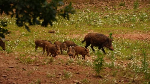 Wild- und Wanderpark Südliche Weinstraße bei Silz (Große Runde)