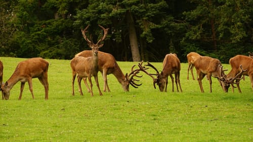 Wild- und Wanderpark Südliche Weinstraße bei Silz (Große Runde)