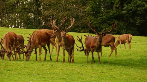 Wild- und Wanderpark Südliche Weinstraße bei Silz (Große Runde)
