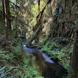 Quinault Rain Forest Nature Trail, Washington - 1,270 Reviews, Map ...