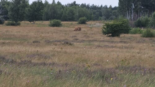 Drover Heide bei Soller