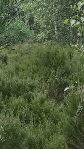Drover Heide bei Soller
