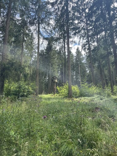 Wildnis Trail Etappe 1: Höfen - Einruhr