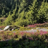 Brohm Ridge Trail, British Columbia, Canada - 36 Reviews, Map | AllTrails