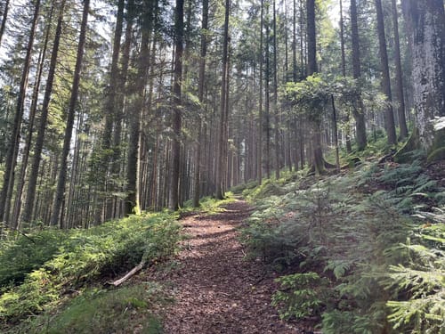 ParadiesTour Oberes Glasbachtal