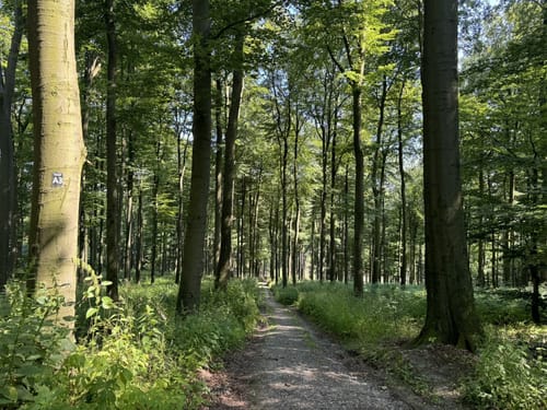 A3 - Lemgoer Mark - Auf zum Windelstein
