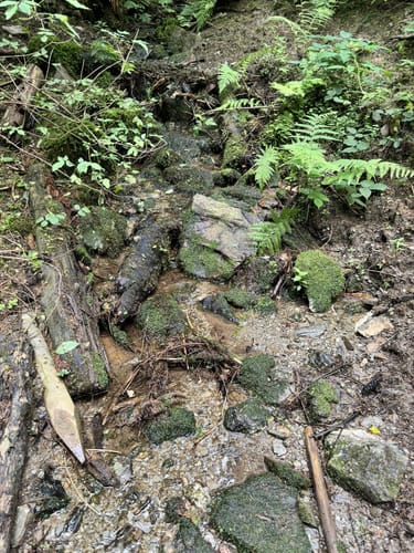 Zwischen den Wäldern (Traumschleife)