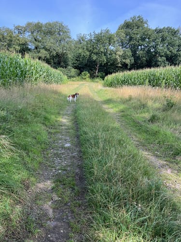 Gut Altona ab Burgberg Wildeshausen