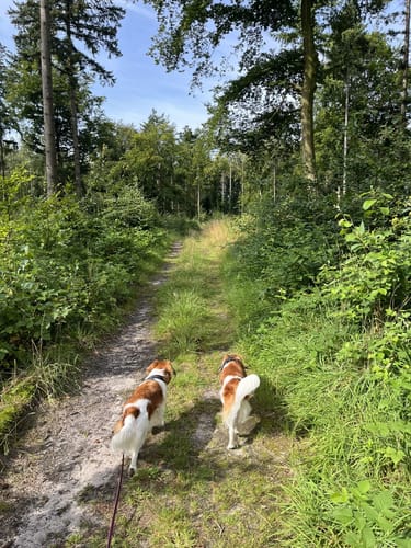 Gut Altona ab Burgberg Wildeshausen