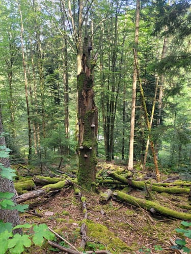 Runde an der Kleinen Enz
