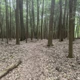 Hickory Creek Wilderness Trail, Pennsylvania - 401 Reviews, Map | AllTrails