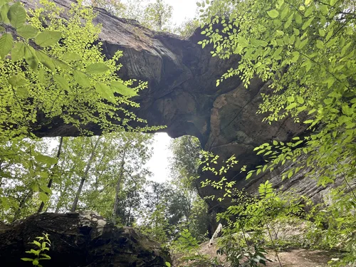 10 Best forest trails in Daniel Boone National Forest | AllTrails