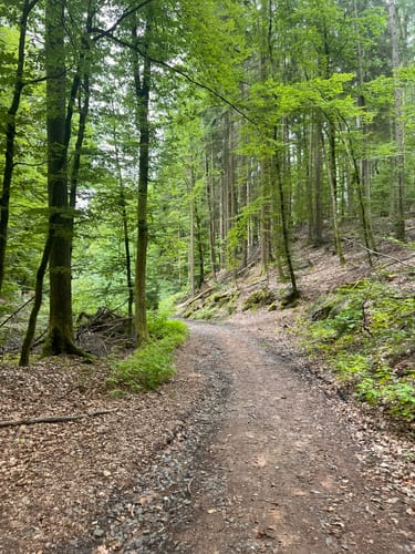 Felsenwald (Premiumwanderweg)