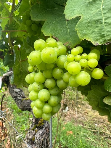Weinhänge bei Eibelstadt