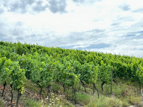 Weinhänge bei Eibelstadt