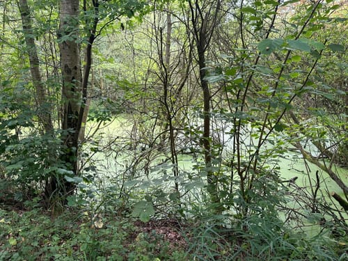 Dummewiesen-Weg
