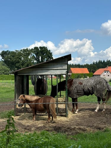 Naturschutzgebiet Melmmoor/Kuhdammoor ab Esterwegen