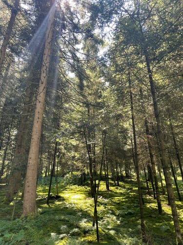 Runde im Haldenwald