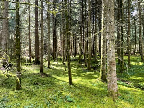 Runde im Haldenwald