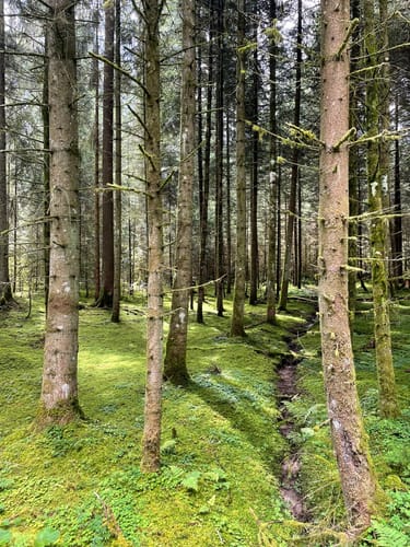 Runde im Haldenwald