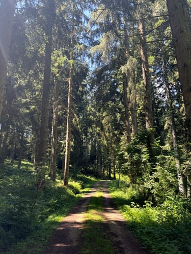Runde im Haldenwald
