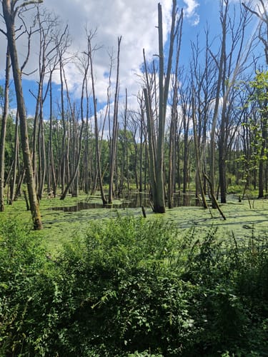 Traumweg Wildes Schaagbachtal