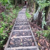 Wairoa Loop Track and Suspension Bridge Track, Auckland, New Zealand ...