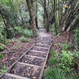 Wairoa Loop Track and Suspension Bridge Track, Auckland, New Zealand ...