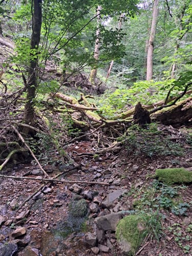 Donnersberg Wildensteinertal