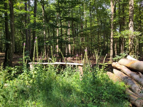 Von der Harfenmühle nach Mörschied