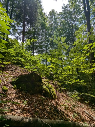 Von Römerkeller zum Kahlenbühl