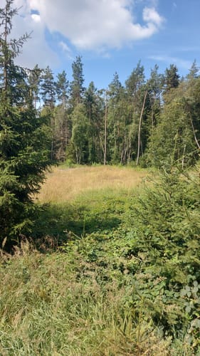 Im Unterhölzer Wald