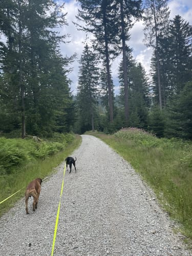 Ochseneben Trail