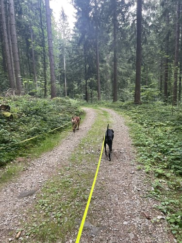 Ochseneben Trail