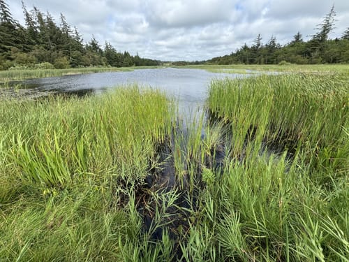 Naturpark Marbæk og Sjelborg Plantage