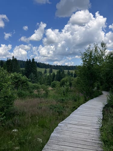Zauberwald-Pfad - Bernau im Schwarzwald