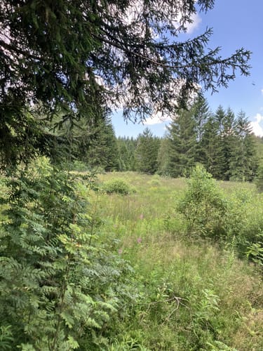 Zauberwald-Pfad - Bernau im Schwarzwald