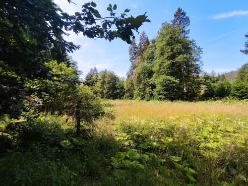 Um den Neuen Teich