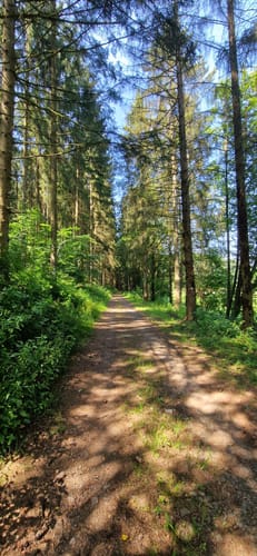 Binscheid (Naturpark Südeifel Wanderweg Nr. 11)