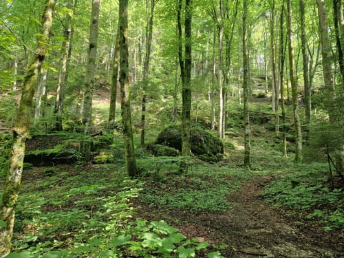 Therapeutischer Wanderweg