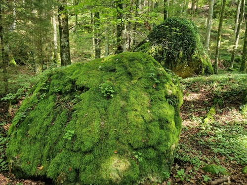 Therapeutischer Wanderweg