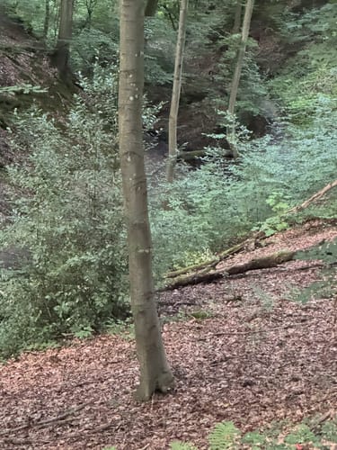 Rheinsteig - Löwenburg - Tretschbachtal